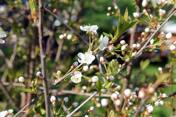 Çiçek açan bir ağacın dalı. Beyaz güzel çiçekler yakın plan.