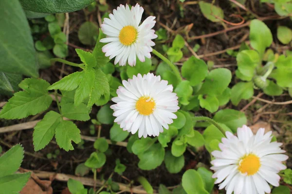 Bahar bahçesinde güzel beyaz papatya çiçekleri.