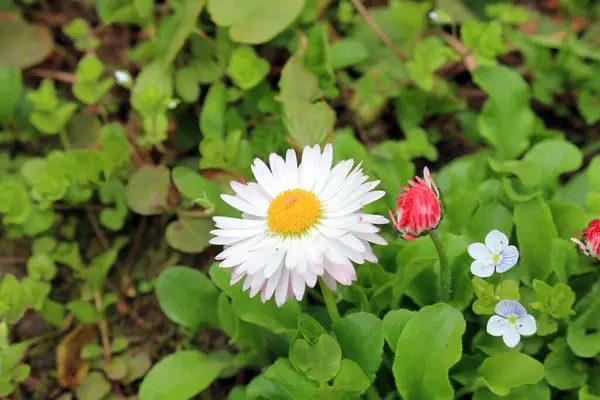 Bahar bahçesinde güzel beyaz papatya çiçekleri.