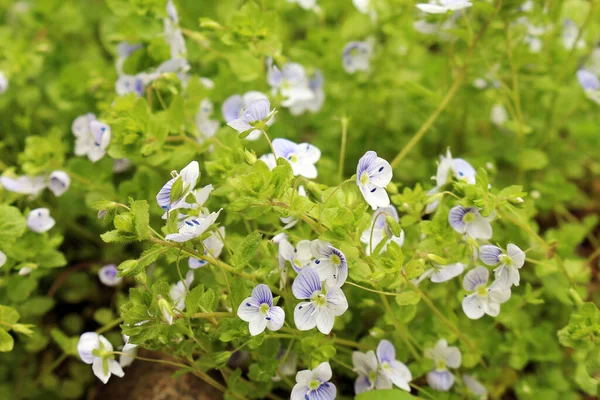 Baharda güzel mavi küçük çiçekler.