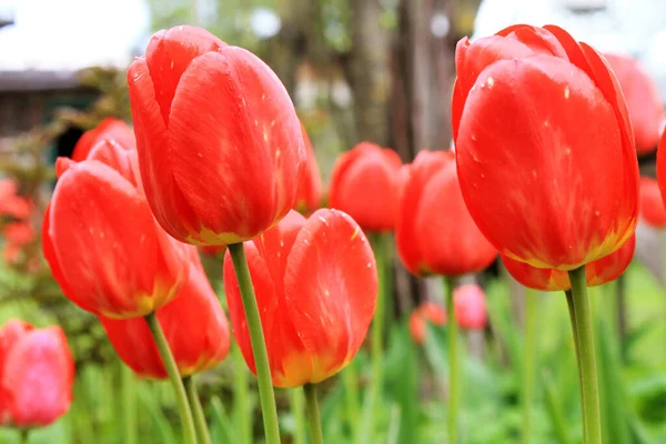 Yeşil bitkilerin arka planında kırmızı lalelerin güzel çiçekleri.