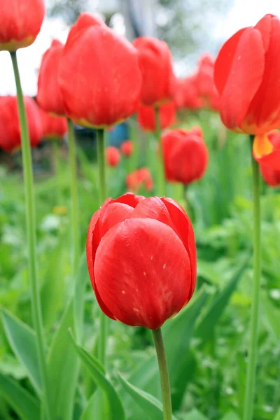Yeşil bitkilerin arka planında kırmızı lalelerin güzel çiçekleri.