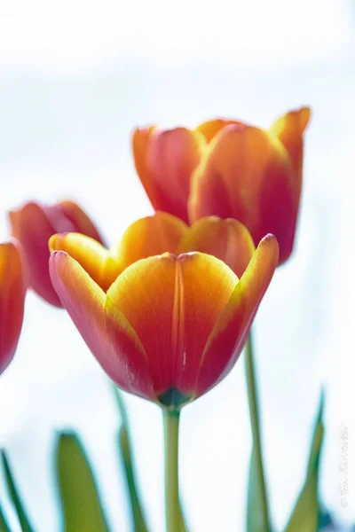 Kızıl Çiçek. Güzellik dünyayı kurtaracak. 