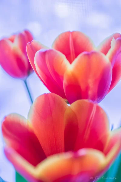 Çiçekler. Güzellik dünyayı kurtaracak. 