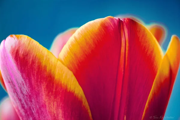 dünyayı güzellik kurtaracak