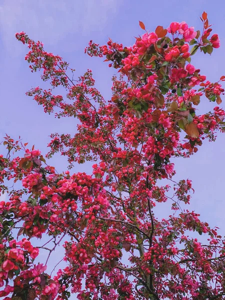 Çiçek açan elma ağacı.