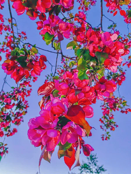 Çiçek açan elma ağacı.