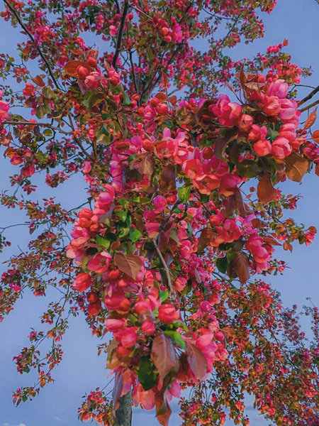 Çiçek açan elma ağacı.