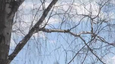 Şube ve gökyüzü hızlı hareket