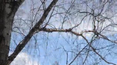 Şube ve gökyüzü hızlı hareket