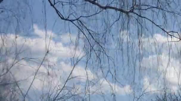 Ветви и небо движутся быстро — стоковое видео