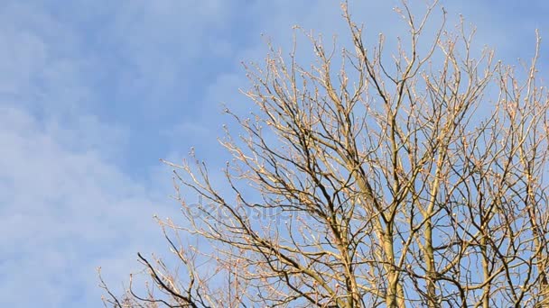 Branches et le ciel se déplace rapidement — Video