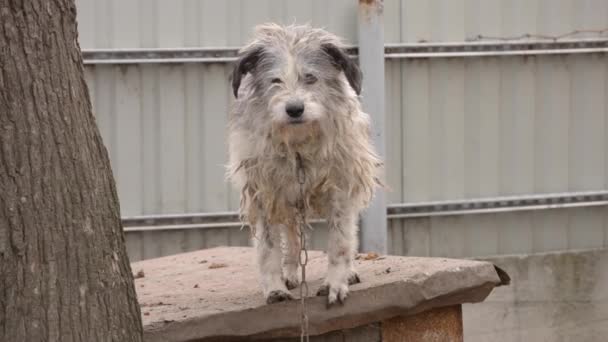 Porträt eines alten Wachhundes aus nächster Nähe — Stockvideo