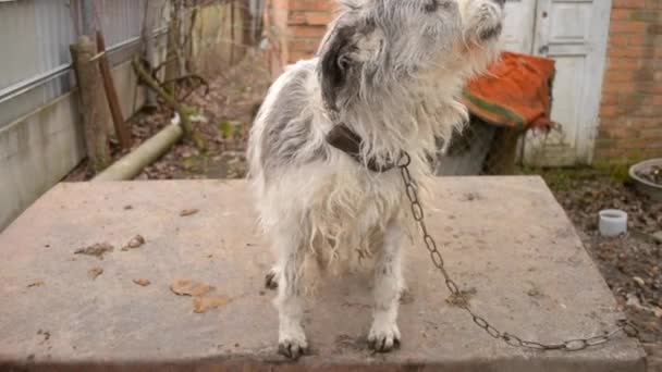 Retrato de un viejo perro guardián de cerca — Vídeos de Stock