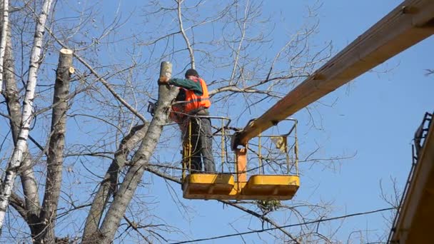 Bila Tserkva, Ucrania 31 de marzo de 2017: Trabajadores cortan ramas de árboles — Vídeos de Stock