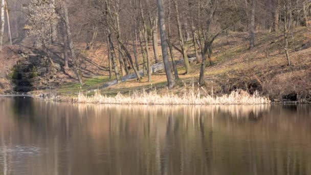 Lesní jezero podzim — Stock video