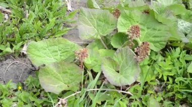 Bloom palamut veya dulavratotu