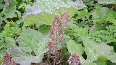 Bloom palamut veya dulavratotu