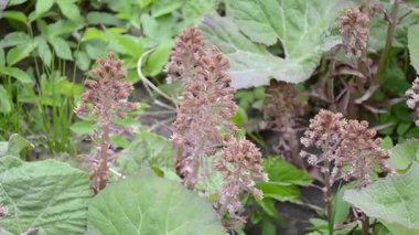 Bloom palamut veya dulavratotu