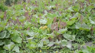 Bloom palamut veya dulavratotu