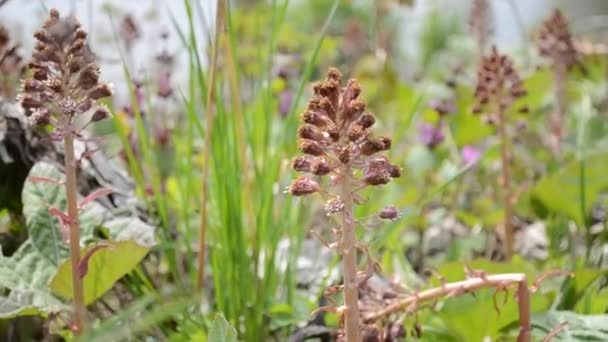 Блум Butterbur або Лопух — стокове відео