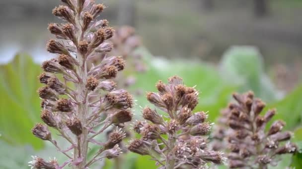 Blütenschmetterling oder Klette — Stockvideo