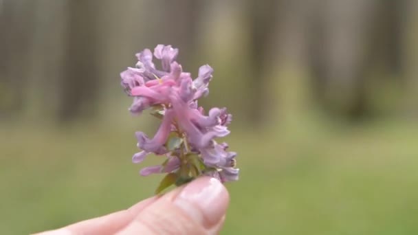 Girl holding a small field flower in her hand — Stock Video