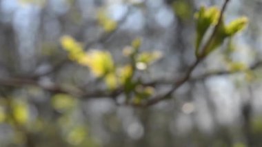 Taze yaprakları dal güneşli bir günde çözünmüş