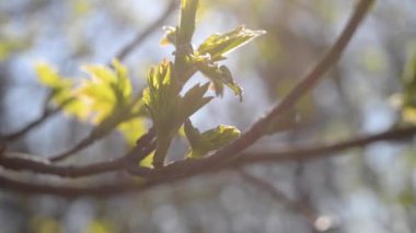 Taze yaprakları dal güneşli bir günde çözünmüş