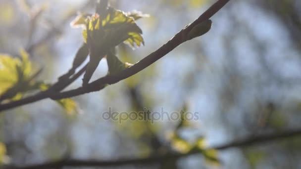 Freshly dissolved leaves on a branch on a sunny day — Stock Video