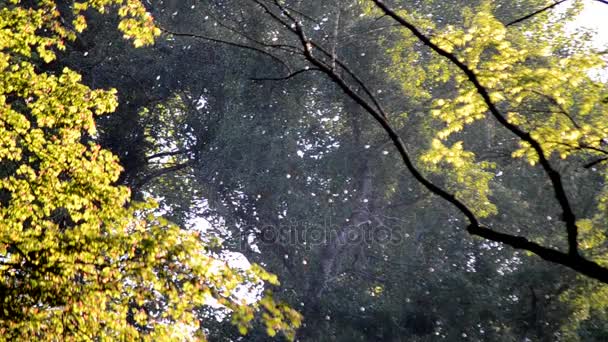 Lanugine di pioppo nel bosco tra gli alberi — Video Stock