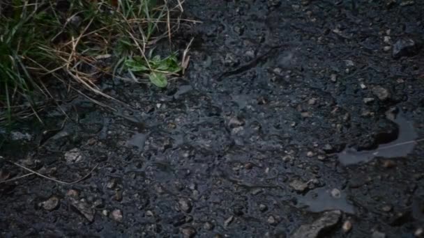 Gotas de lluvia caen sobre el asfalto — Vídeos de Stock