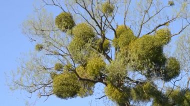 Hasta bir ağaç. Ökseotu bir ağacın dalları üzerinde