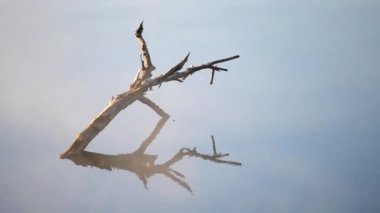 Eski su ayna yüzeyli bir ağaç dalı