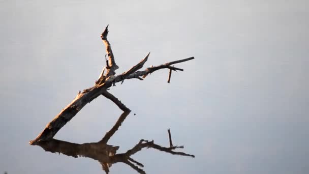 Старая ветвь дерева в воде с зеркальной поверхностью — стоковое видео
