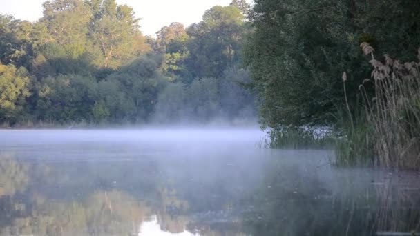 Morning condensation above the lake — Stock Video