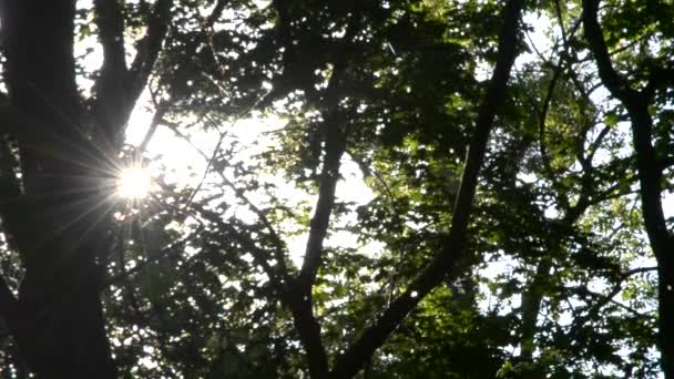 Populier pluis vliegt in het bos en de zon gluren uit van takken van bomen — Stockvideo