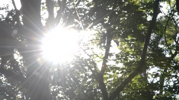 杨树绒毛飞在森林里，太阳向外偷看一下从枝叶的树 — 图库视频影像