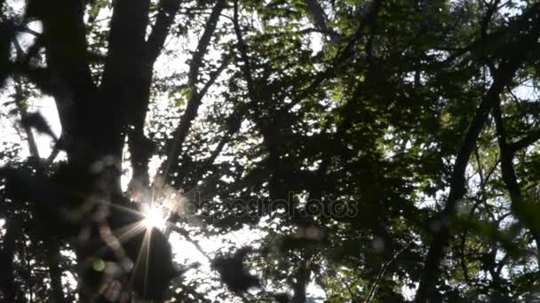 Topolů chmýří létá v lese a slunce vyčuhuje z větví stromů — Stock video