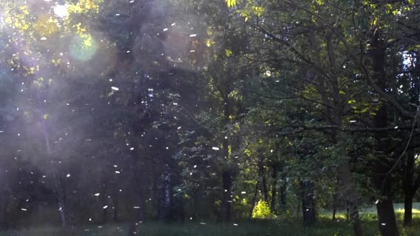 Topolů chmýří létá v lese — Stock video
