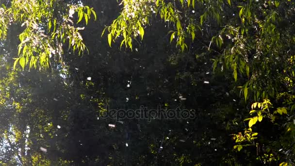 Pelusa de álamo vuela en el bosque — Vídeos de Stock