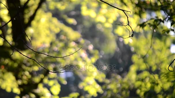 Sfondo sfocato pioppo lanugine nei rami degli alberi — Video Stock