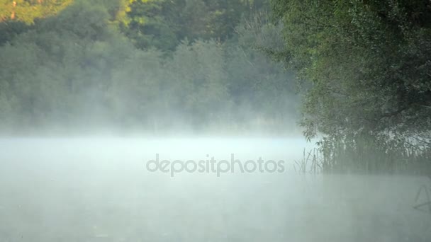 Утренний туман над водой — стоковое видео