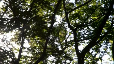 Kavak kabartmak ormanda uçar