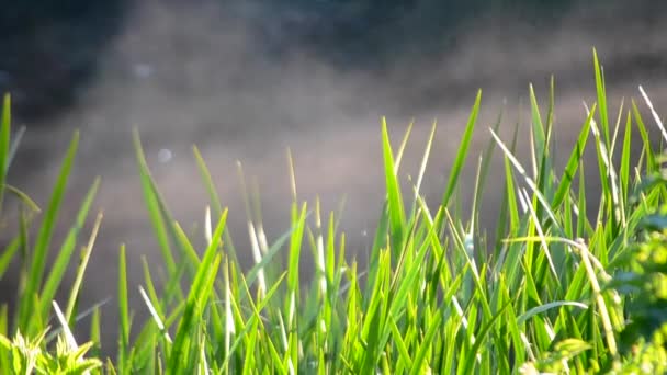 Herbe brouillard eau matin 