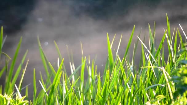 Hierba niebla agua mañana — Vídeos de Stock