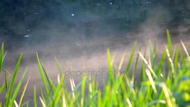 Hierba niebla agua mañana — Vídeo de stock