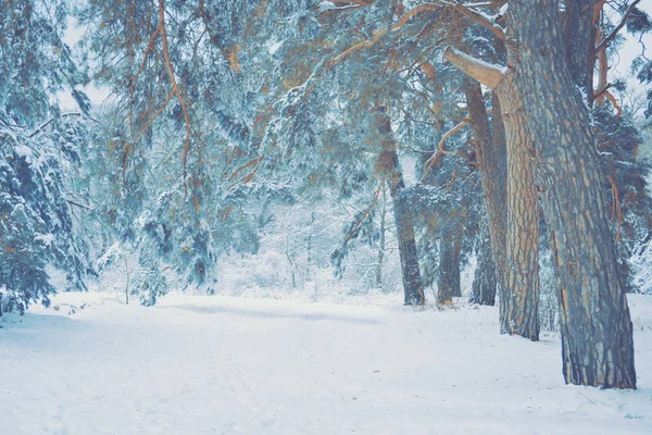 Árboles cubiertos de nieve plantas bosque en invierno filtro — Foto de Stock