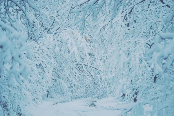 Árboles cubiertos de nieve plantas bosque en invierno filtro —  Fotos de Stock
