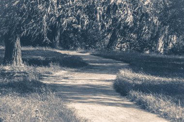 Eski vintage fotoğraf. Forest park yol ağaçların yaprakları